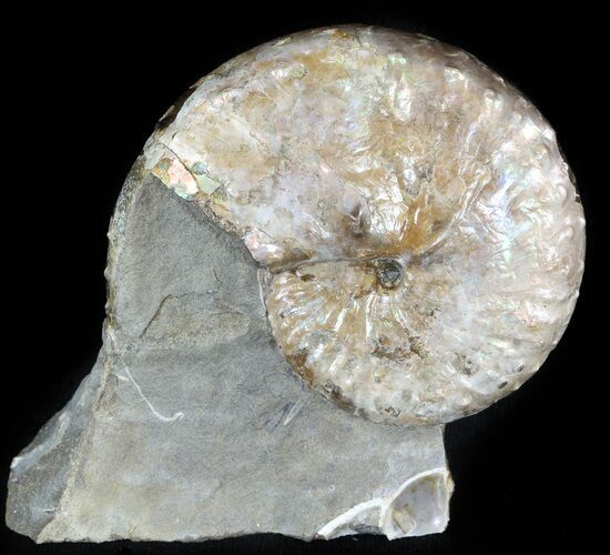 Iridescent Ammonite (Discoscaphites) - South Dakota #46867
